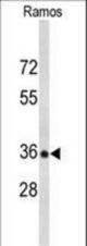 Western blot of POU2AF1 Antibody in Ramos cell line lysates (35 ug/lane). POU2AF1 (arrow) was detected using the purified antibody.