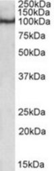 POU2F1 antibody (0.5 ug/ml) staining of nuclear HeLa lysate (35 ug protein/ml in RIPA buffer). Primary incubation was 1 hour. Detected by chemiluminescence.