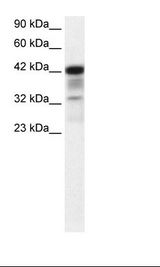 Placenta Lysate