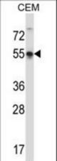 POU3F3 Antibody western blot of CEM cell line lysates (35 ug/lane). The POU3F3 antibody detected the POU3F3 protein (arrow).