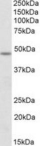 POU3F3 antibody (1 ug/ml) staining of Mouse Spinal Cord lysate (35 ug protein/ml in RIPA buffer). Primary incubation was 1 hour. Detected by chemiluminescence.