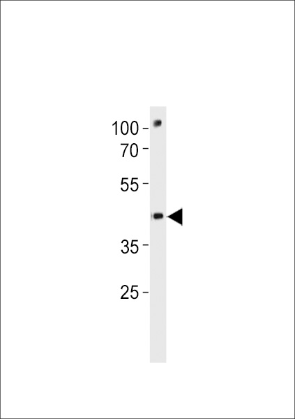 DANRE pou3f3a Antibody western blot of zebra fish brain tissue lysates (35 ug/lane). The DANRE pou3f3a antibody detected the DANRE pou3f3a protein (arrow).