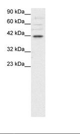 HepG2 Cell Lysate
