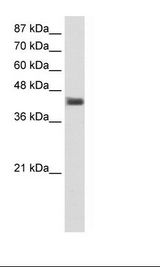 HepG2 Cell Lysate