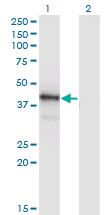 Western Blot analysis of POU4F1 expression in transfected 293T cell line by POU4F1 monoclonal antibody (M04), clone 7B4.Lane 1: POU4F1 transfected lysate(46.09 KDa).Lane 2: Non-transfected lysate.