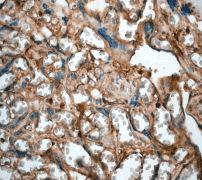 IHC of paraffin-embedded human placenta using anti-POU antibody.