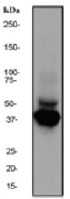 Western blot analysis on human brain lysate using anti-POU antibody, dilution 1:1000.