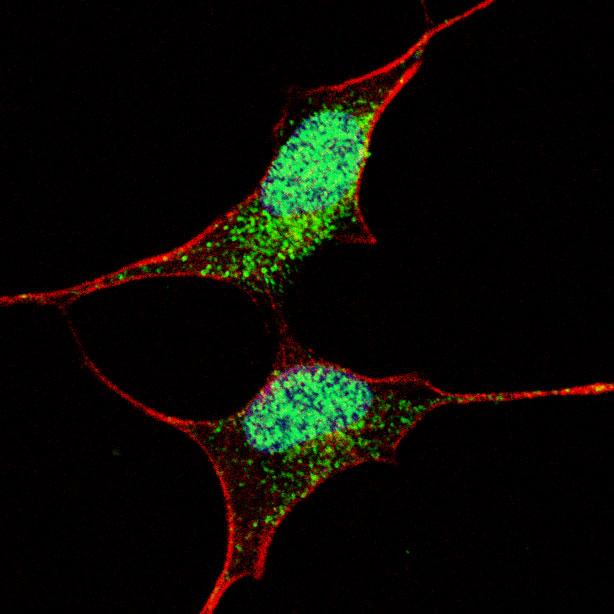 Fluorescent confocal image of SY5Y cells stained OCT4 (E125) antibody. SY5Y cells were fixed with 4% PFA (20 min), permeabilized with Triton X-100 (0.2%, 30 min), then incubated OCT4 (E125) primary antibody (1:500, 2 h at room temperature). For secondary antibody, Alexa Fluor 488 conjugated donkey anti-rabbit antibody (green) was used (1:1000, 1h). Cytoplasmic actin was counterstained with Alexa Fluor 555 (red) conjugated Phalloidin (5.25 mu M, 25 min). Nuclei were counterstained with Hoechst 33342 (blue) (10 ug/ml, 3 min). OCT4 immunoreactivity is localized mainly to the nuclei and also to the cytoplasm.