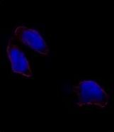 Immunofluorescence of OCT3(OCT4) antibody in HeLa cells. 0.025 mg/ml primary antibody was followed by Alexa-Fluor-546-conjugated donkey anti-rabbit lgG (H+L). Alexa-Fluor-546 emits orange fluorescence. Blue counterstaining is DAPI.