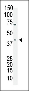 The anti-OCT4 (OCT3) antibody is used in Western blot to detect OCT4 (OCT3) in A375 cell lysate.