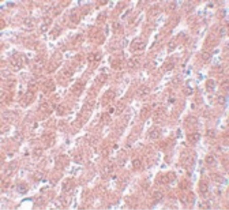 Immunohistochemistry of POU5F1 in rat liver tissue with POU5F1 antibody at 5 ug/ml.