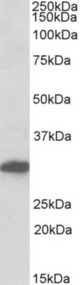POU6F1 antibody (0.3 ug/ml) staining of Human Cerebral Cortex lysate (35 ug protein in RIPA buffer). Primary incubation was 1 hour. Detected by chemiluminescence.