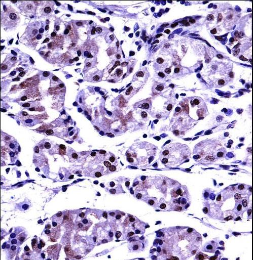 PPP2CB Antibody immunohistochemistry of formalin-fixed and paraffin-embedded human stomach tissue followed by peroxidase-conjugated secondary antibody and DAB staining.