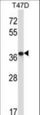 PPP2CB Antibody western blot of T47D cell line lysates (35 ug/lane). The PPP2CB antibody detected the PPP2CB protein (arrow).