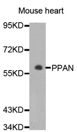 Western blot analysis of extracts of Mouse heart cell lines, using PPAN antibody.