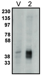 Western blot of LPP2 antibody on vector-controlled HEK-293 cells (V) and HEK-293 cells overexpressing LPP2 protein (2) at 1 ug/ml