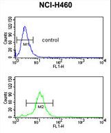 PPAP2C Antibody flow cytometry of NCI-H460 cells (bottom histogram) compared to a negative control cell (top histogram). FITC-conjugated goat-anti-rabbit secondary antibodies were used for the analysis.
