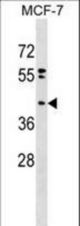 PPAPDC2 Antibody western blot of MCF-7 cell line lysates (35 ug/lane). The PPAPDC2 antibody detected the PPAPDC2 protein (arrow).