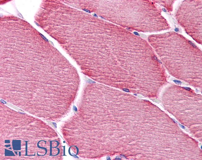 Anti-PPAPDC3 antibody IHC of human skeletal muscle. Immunohistochemistry of formalin-fixed, paraffin-embedded tissue after heat-induced antigen retrieval. Antibody LS-B5058 concentration 5 ug/ml.