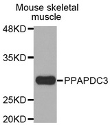 Western blot analysis of extracts of Mouse skeletal muscle cell line, using PPAPDC3 antibody.