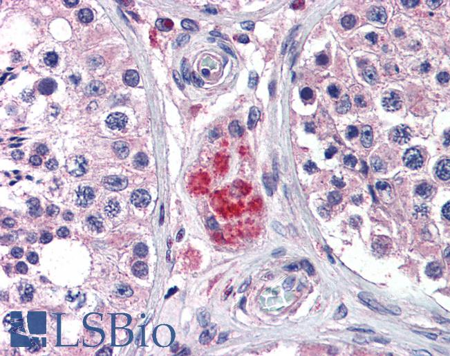 Anti-PPAR Delta antibody IHC of human testis. Immunohistochemistry of formalin-fixed, paraffin-embedded tissue after heat-induced antigen retrieval. Antibody LS-B3934 concentration 3.75 ug/ml.