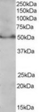 Staining (0.3 ug/ml) of Jurkat lysate (35 ug protein in RIPA buffer). Primary incubation was 1 hour. Detected by chemiluminescence.