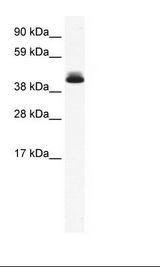 SP2/0 Cell Lysate