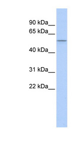 PPARD antibody LS-C110317 Western blot of 721_B cell lysate.