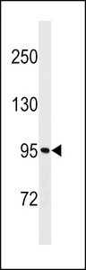 MKLN1 Antibody western blot of NCI-H460 cell line lysates (35 ug/lane). The MKLN1 antibody detected the MKLN1 protein (arrow).