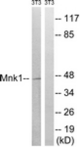 Western blot of extracts from NIH-3T3 cells, treated with PMA 125 ng/ml 30', using Mnk1 (Ab-385) Antibody. The lane on the right is treated with the synthesized peptide.