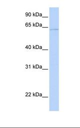 721_B cell lysate. Antibody concentration: 1.0 ug/ml. Gel concentration: 12%.