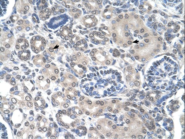 PPAT antibody LS-C80815 was used in IHC to stain formalin-fixed, paraffin-embedded human kidney.