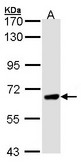 Sample (30 ug of whole cell lysate). A: H1299. 7.5% SDS PAGE. PPEF / PPEF1 antibody diluted at 1:1000