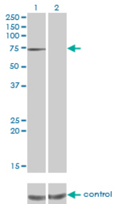 Western blot analysis of PPEF1 over-expressed 293 cell line, cotransfected with PPEF1 Validated Chimera RNAi (Lane 2) or non-transfected control (Lane 1). Blot probed with PPEF1 monoclonal antibody (M01), clone 1F6-1A5 . GAPDH ( 36.1 kDa ) used as specificity and loading control.