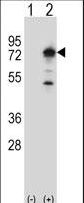 Western blot of PPEF1 (arrow) using rabbit polyclonal PPEF1 Antibody. 293 cell lysates (2 ug/lane) either nontransfected (Lane 1) or transiently transfected (Lane 2) with the PPEF1 gene.