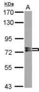 Sample (30 ug of whole cell lysate) A: IMR32 7.5% SDS PAGE PPEF1 antibody diluted at 1:10000