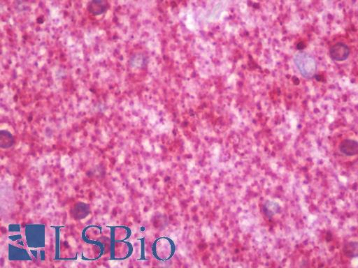 Anti-PPFIA3 antibody IHC staining of human brain, cortex. Immunohistochemistry of formalin-fixed, paraffin-embedded tissue after heat-induced antigen retrieval. Antibody LS-B10144 concentration 10 ug/ml.