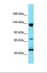 Western blot of Rat Lung. Ppfia3 antibody dilution 1.0 ug/ml.