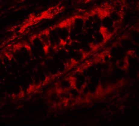 Immunofluorescence of Periphilin in human colon tissue with Periphilin antibody at 5 µg/mL.