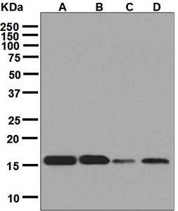 Western blot analysis on (A) K562, (B) Jurkat, (C) HepG2, and (D) HeLa cell lysates using anti-Cyclophilin A antibody.