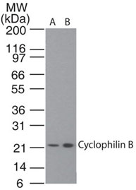 Western blot of Cyclophilin B in A) HeLa cell lysate and B) 293 cell lysate using LS-C148529 at 0.5 and 2 ug/ml, respectively. Goat anti-rabbit Ig HRP secondary antibody, and PicoTect ECL substrate solution, were used for this test.