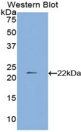 Western blot of recombinant PPIB / Cyclophilin B.