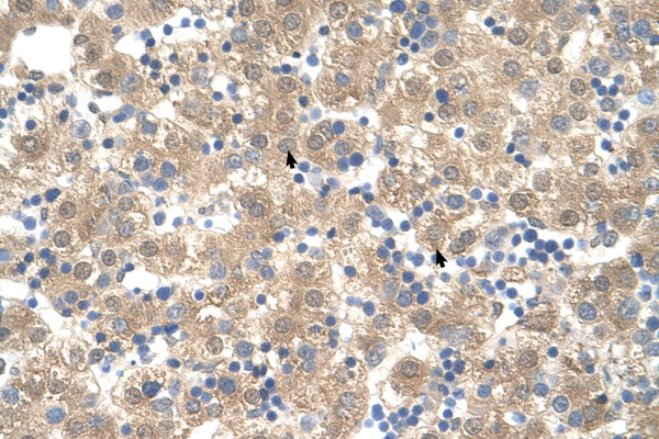 PPIB / Cyclophilin B antibody LS-C40473 IHC of formalin-fixed, paraffin-embedded human Liver. Positive label: Hepatocytes indicated with arrows. Antibody concentration 4-8 ug/ml. Magnification 400X.