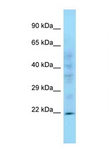 PPIC antibody LS-C146386 Western blot of Mouse Heart lysate. Antibody concentration 1 ug/ml.