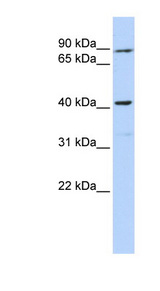 PPID / Cyclophilin 40 antibody LS-C111939 Western blot of 721_B cell lysate.