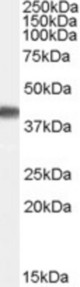Antibody (0.1 ug/ml) staining of Human Brain (Frontal Cortex) lysate (35 ug protein in RIPA buffer). Primary incubation was 1 hour. Detected by chemiluminescence.