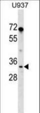 PPIE Antibody western blot of U937 cell line lysates (35 ug/lane). The PPIE antibody detected the PPIE protein (arrow).