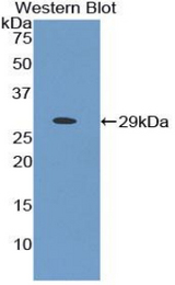 Western blot of recombinant PPIE / Cyclophilin E.
