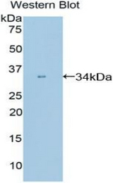 Western blot of recombinant PPIE / Cyclophilin E.