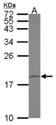 Sample (30 ug of whole cell lysate) A: U87-MG 15% SDS PAGE PPIL1 antibody diluted at 1:1000